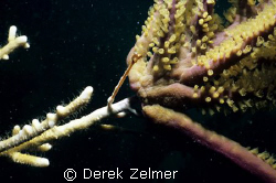 Slow motion battle. Branched fire coral (Millepora alcico... by Derek Zelmer 